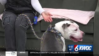  Tuesday’s adoptable pet: Meet Mama’s Boy