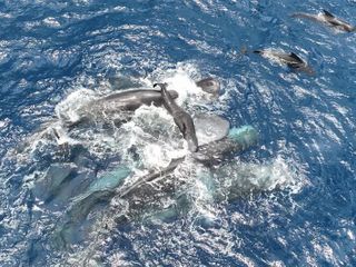 Scientists watch sperm whales work as a team to assist a birth