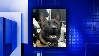 Moline's K9 Wojtek crowned Bark Madness Champion