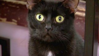 Iowa bill would make animal torture a felony