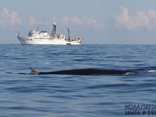 U.S. could exempt oil industry from protecting Gulf animals, for 'national security'