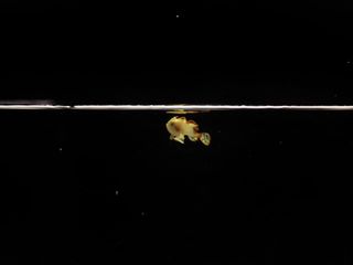 Domino, the warty frogfish, is the first of its kind to be raised in captivity