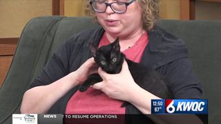  Tuesday’s adoptable pet: Meet Tigger