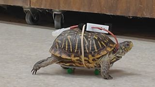  Turtle uses tiny skateboard in recovery