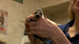 One Quad City Facebook group saves baby animals with help from community