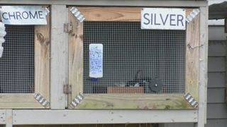 15 bunnies outlast Preston tornado