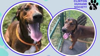  Tuesday’s adoptable pet: Meet Dozer