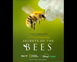 Cook review: 'Secrets of the Bees' is a honey of a documentary