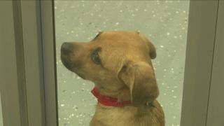 Cool Doggie Den bringing one-of-a-kind dog experience to the Quad Cities area