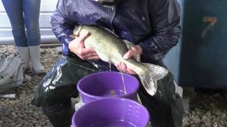 The Heart of the Story: A fishy mission