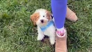 Humane Society of Scott County hosts Doggie Egg Hunt