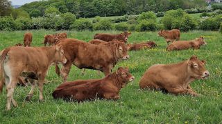  Call for cattle: Louisa County Sheriff’s Office asks for help finding 11 cows