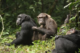 What a chimpanzee 'civil war' can teach us about how societies fall apart