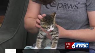  Adoptable pet: Meet Rodney