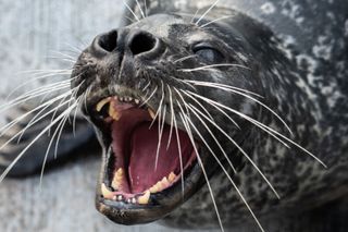 How seals' whiskers make them master underwater hunters
