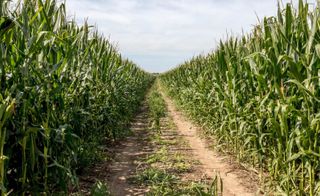 Illinois Farm Bureau, congressional and gubernatorial representatives push for year-round sale of E-15; water quality expert claims it’ll harm environment and public health