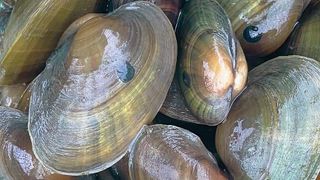 The Heart of the Story: Maintaining the mussels