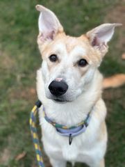 Picking up pet waste protects water quality, community health in Muscatine