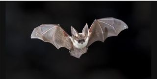 Rabid bat discovered in QCA home