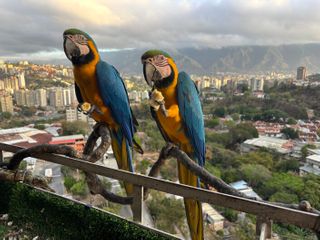 Caracas' iconic macaws threatened by vanishing palm trees