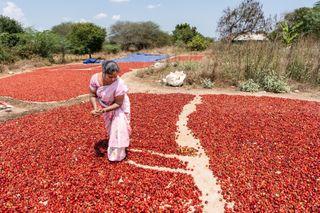Photos: In this part of the world, nearly every chile pepper farmer is a woman