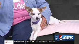  Adoptable pet: Meet Tequila