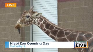 Niabi Zoo officially opens for 2026 season with daily ostrich egg hunt