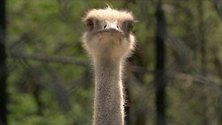 Niabi Zoo opens for the season, new exhibits coming later this summer