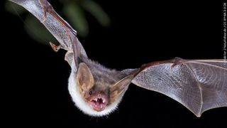  Bat found in Rock Falls home tests positive for rabies