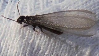 Bug season could be more active than usual: How to prepare