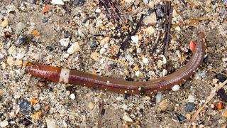 Officials warn of invasive 'crazy worm' in Iowa and Illinois, other states