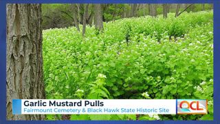  ISU Extension to host garlic mustard pulls, reopen Hort Clinic for growing season