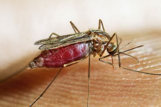 How mosquitoes — and malaria — helped shaped the whereabouts of early humankind