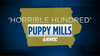 Five Iowa dog breeders listed among this year’s ‘Horrible Hundred’ puppy mills