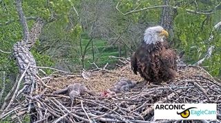 Help name the new Arconic eaglets!