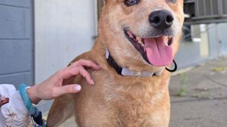 Meet this week’s adoptable pet: Layla