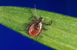 2026 could be bad year for ticks: Illinois Extension