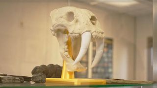 The Heart of the Story: Fossil fanatic