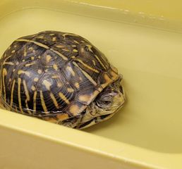 Turtle at Nahant Marsh, Davenport, continues recovery after surgery