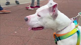 Iowa animal torture bill heads to governor's desk