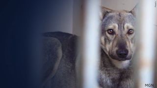  Humane society, police come to limited agreement in Clinton