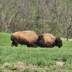 Bison return to Buffalo Bill Cody Homestead
