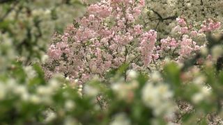 Bickelhaupt Arboretum, Clinton, reopens after year of renovations