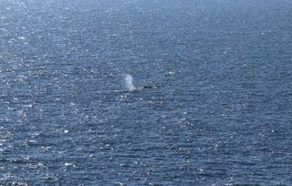 Timmy the stranded whale rescued after weekslong effort