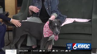  Tuesday’s adoptable pet: Meet Gwen