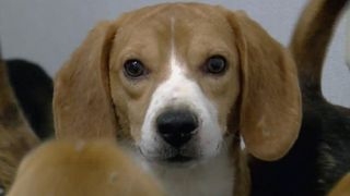 QCA shelter helps in nationwide beagle rescue