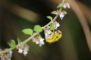 Preserving pollinators is good for health -- and income