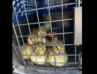 Scott County Animal Protection Services team saves ducklings that fell through grate