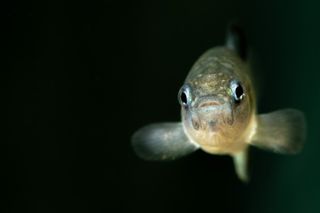 As federal scientists faced turmoil, the Devils Hole pupfish reached a crisis point