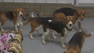  Beagles rescued from Wisconsin research facility arrive at King’s Harvest